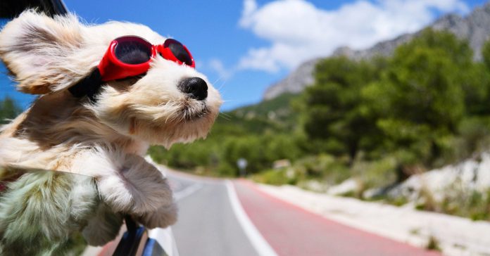 Spanish police warning, leaving dogs in cars