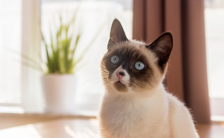 New animal law in Torrevieja, Spain