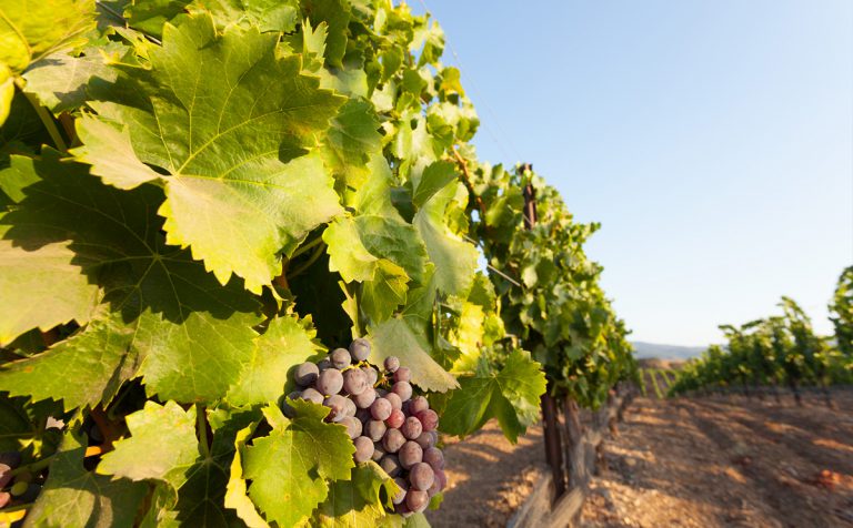 Murcia wine fair Zenia Boulevard