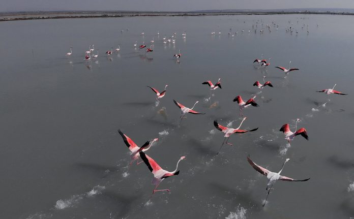 Torrevieja salt lakes, summer tours
