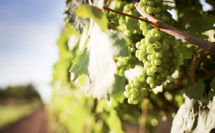 Murcia Wine Fair 2019, La Zenia Boulevard
