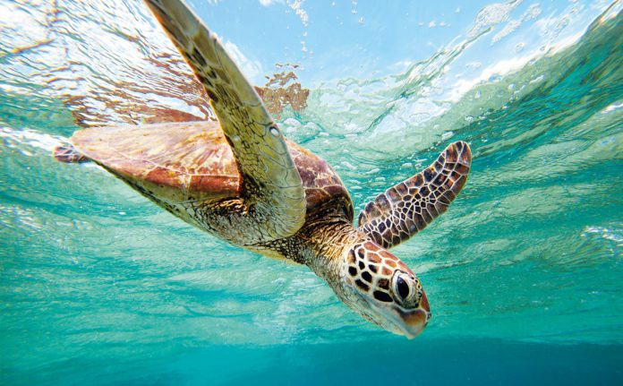 Loggerhead Sea Turtles, summer egg-laying season arrives in Spain