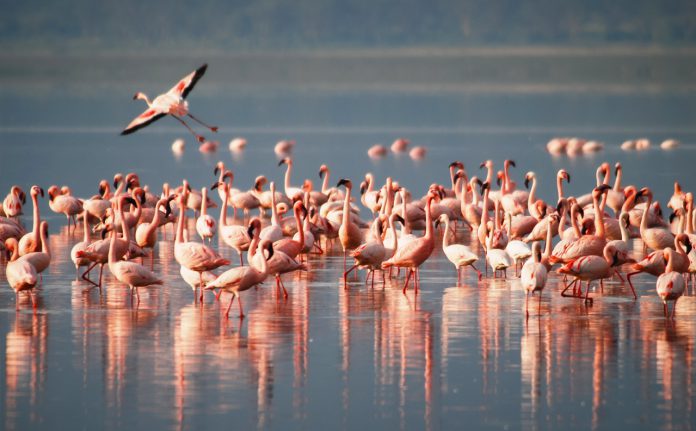 Greater flamingos in Torrevieja