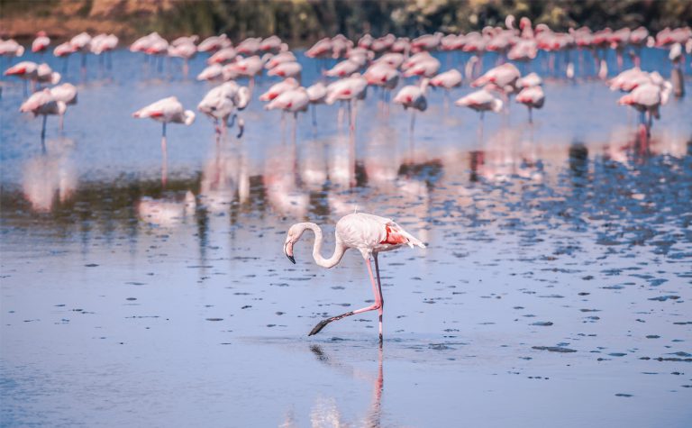 Torrevieja salt lake tours and flamingos