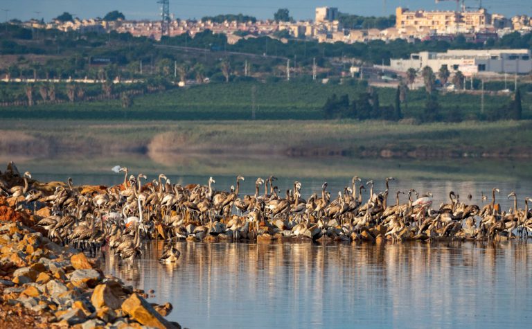 Baby Flamingos in Torrevieja, Costa Blanca