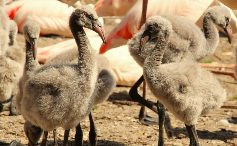 What should you do if you find a baby flamingo in Spain