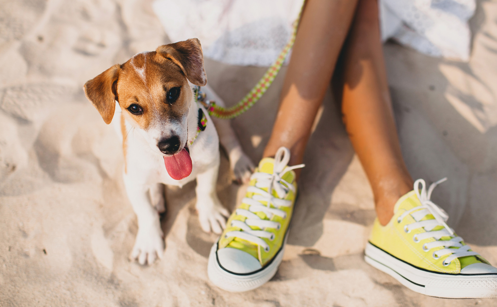 EU Pet Passports no longer valid for British pet owners